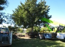 Kwikfynd Tree Management Services
bullagreen